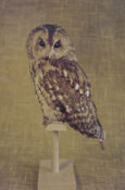 Tawny Owl by Roy Hale