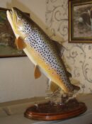 Brown Trout by Peter Scott