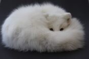 Arctic Fox by Colin Scott