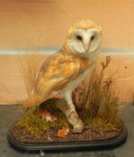 Barn Owl by Peter Scott
