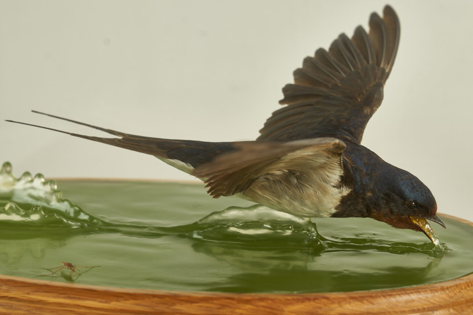 Swallow by Steve Massam 1989