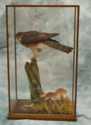 Sparrowhawk by Steve Massam 1994