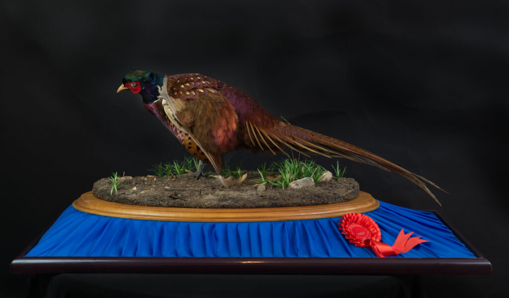 Pheasant by Derek Frampton 1981