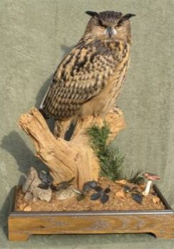 European Eagle Owl by Carl Church 2007
